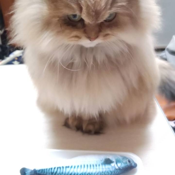 97594808 cd78 489a 9720 8b306c7cdcdf 1606965702823