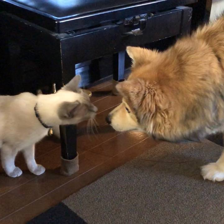 975a192d 74d3 409d ac02 f698dbe45351 1583471327238