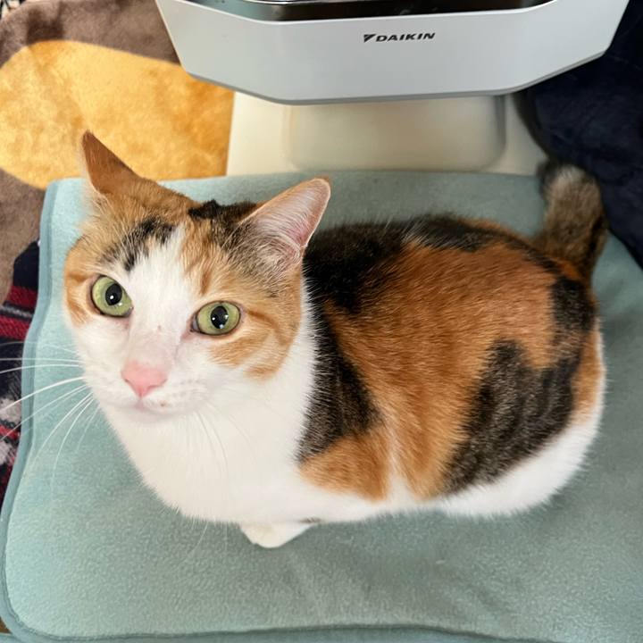 97613c6d 3360 4500 beb0 2b4a86c43b0c 1765406377299