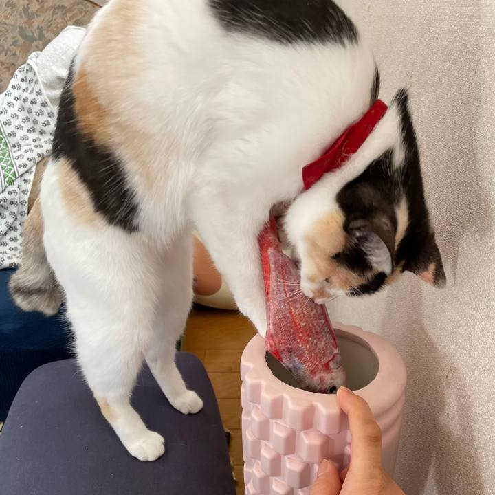 9761fa64 4336 4492 89de 4934c8e31f15 1710547342619