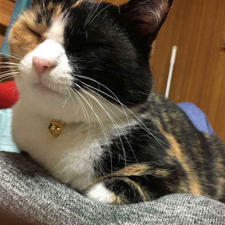 976341dd 8285 4062 89c5 28c35fd3e66d 1511525236701