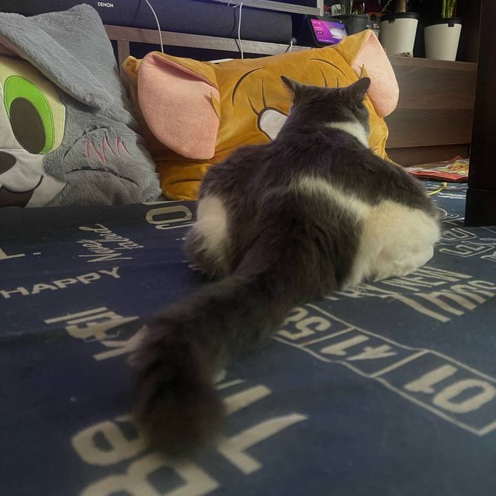 9766d32e 2491 457b a331 86cb33c4c85e 1750923413073