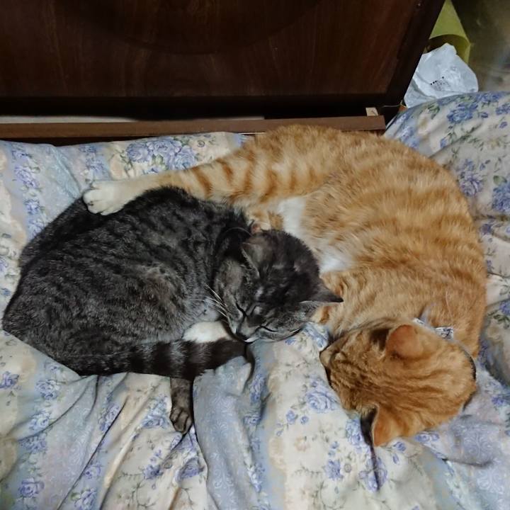 976c915b 7fa8 49bf b45c e81e9e58b01f 1589372996194