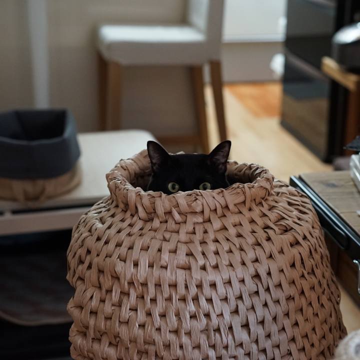 976ddb9d ed27 4820 b89f 2e99152c205d 1550101743914