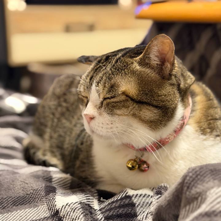 976de0a2 ba22 478c a741 c3b036af86f4 1763289508475