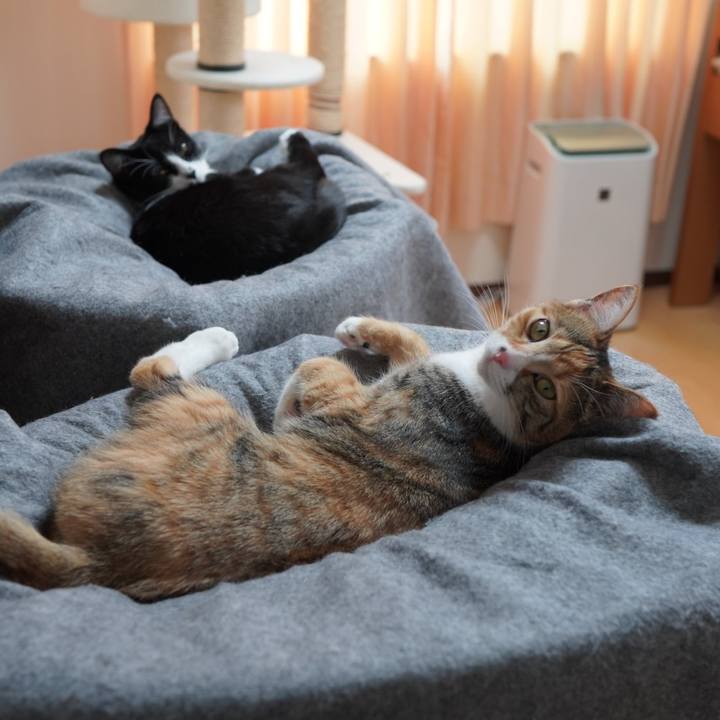 976fc3bc cc1b 4a9b af2c bf0d0c3e5b0c 1586694183701