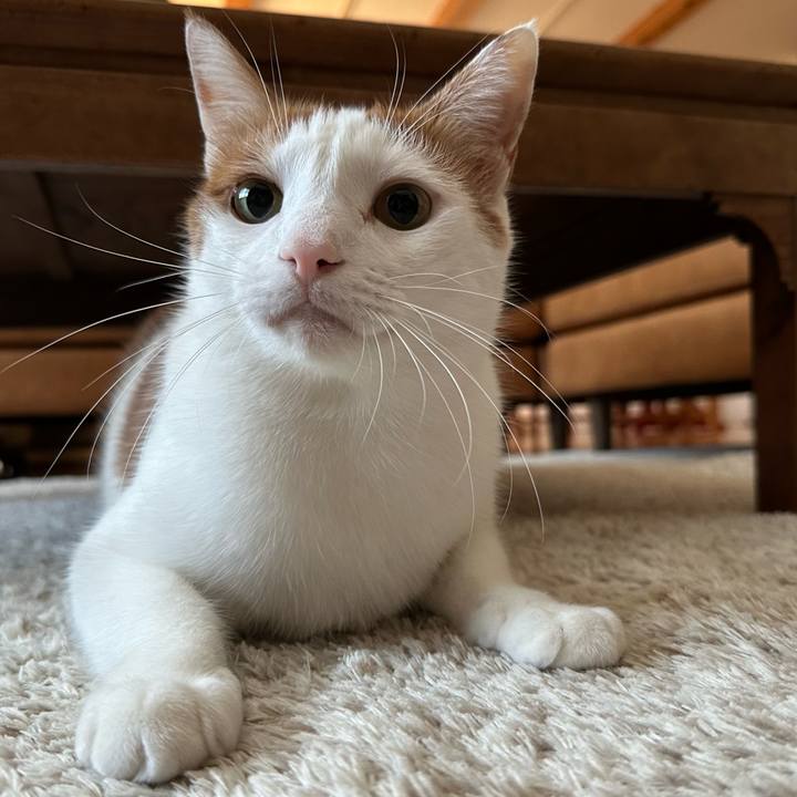 977002d6 06c5 4a69 be9f 4546972509c7 1769726321282