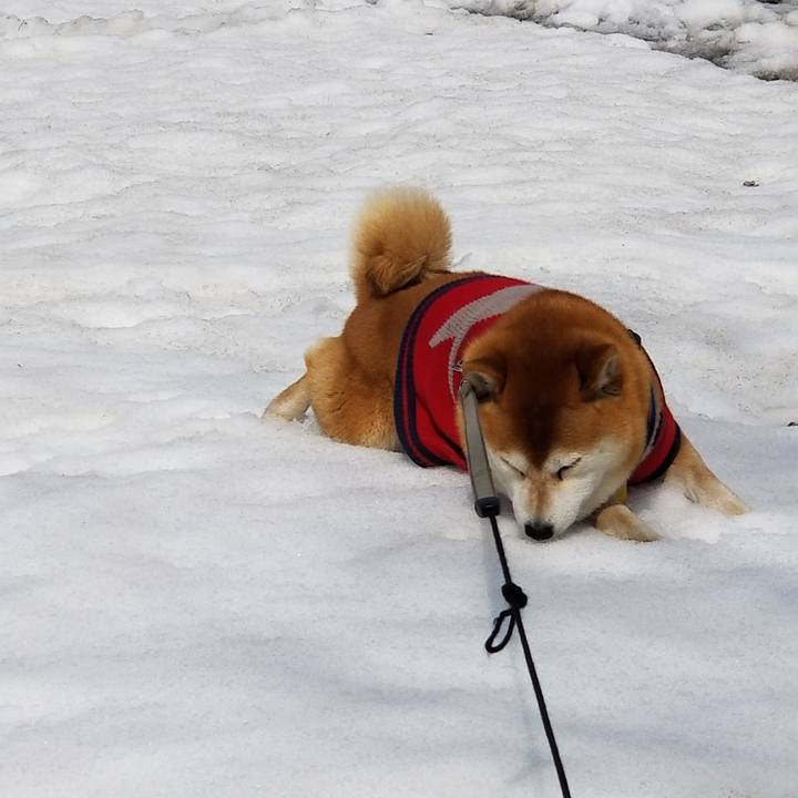 9772bbdf 9b57 4a9f bfce a7b4bea5d25e 1552707545831