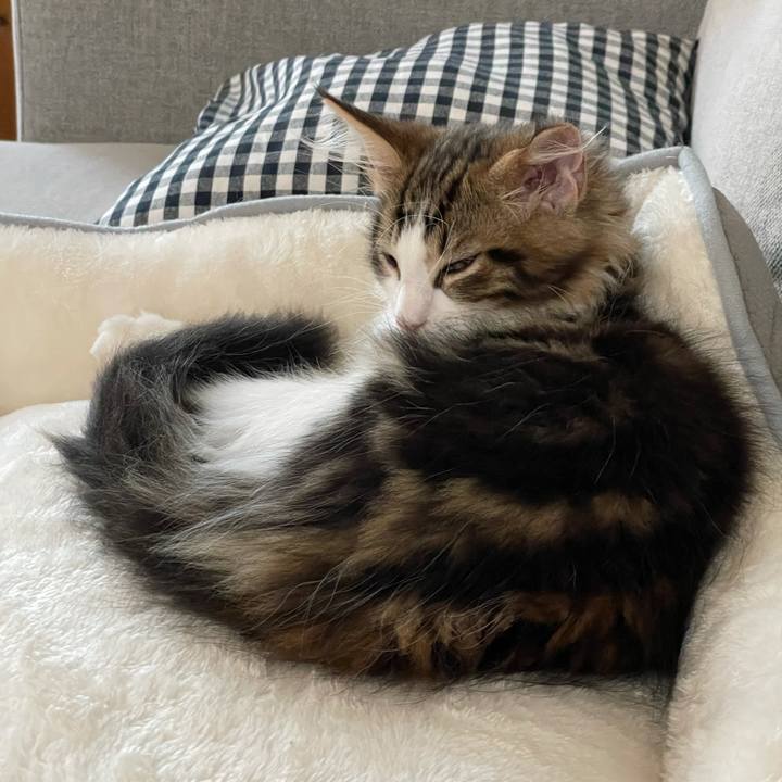 977328bb 39c9 415c 96e9 5f7299ba0ee7 1633248522191