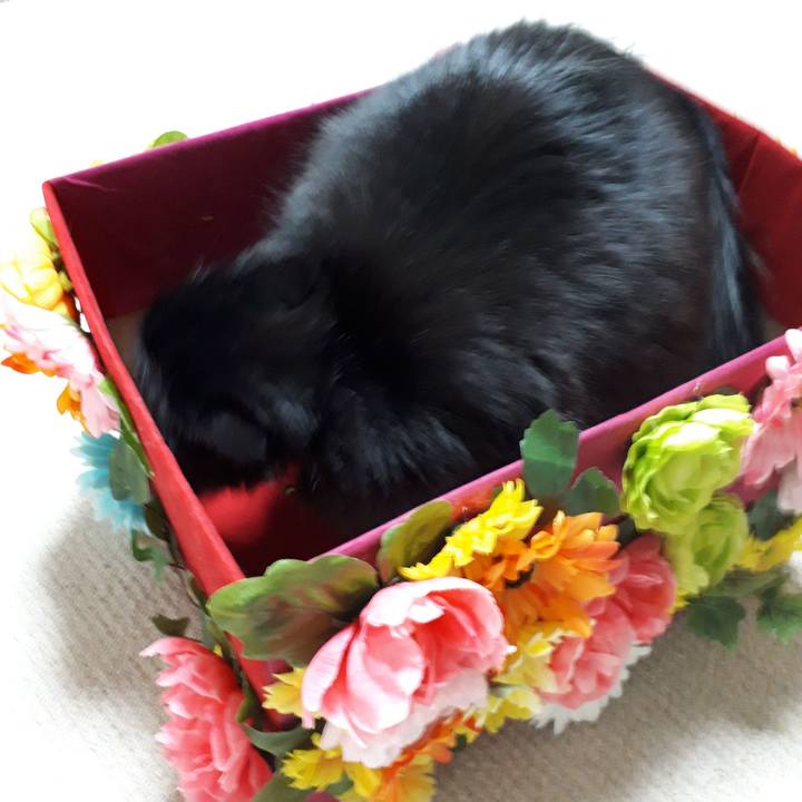 977369ab 378a 46f4 8eca 6940f4225c10 1517519009630