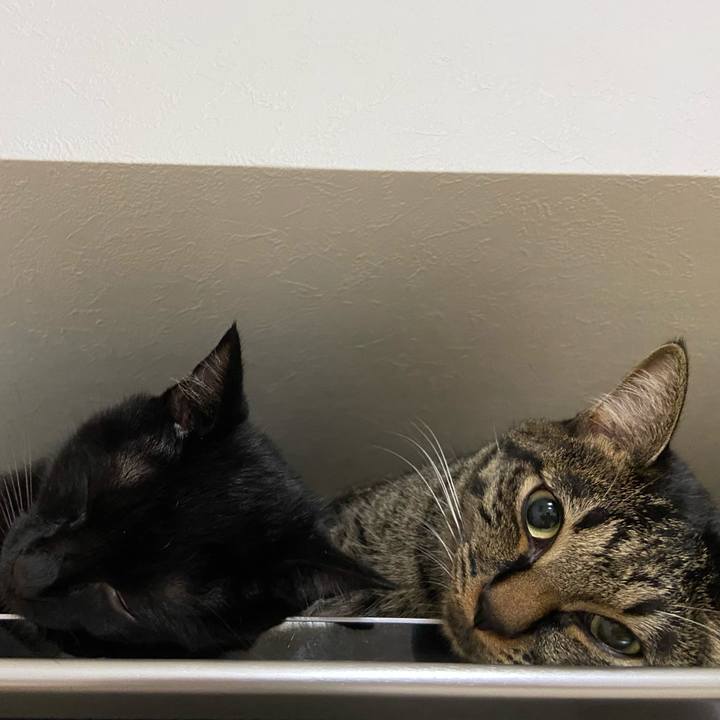 9774cf17 f0bf 4106 99ab 786eb49f74c7 1631878227449