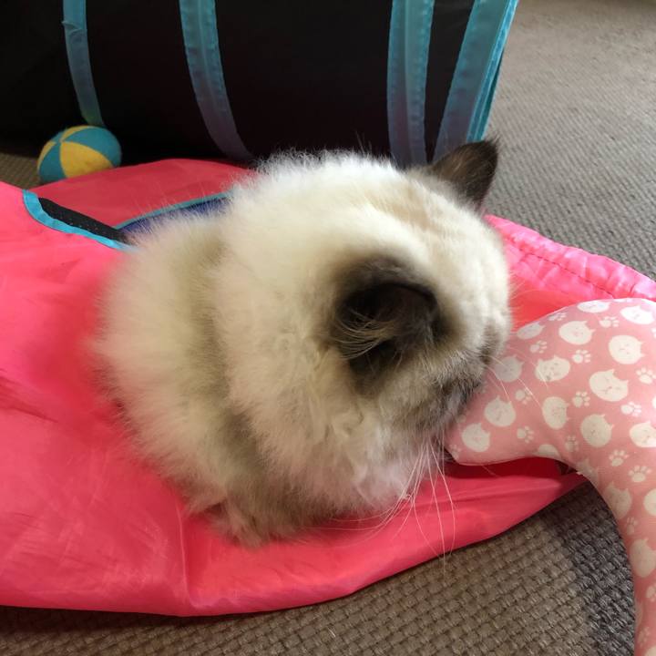 97762446 038e 416f 9f75 762bfd2b85b8 1635660267298