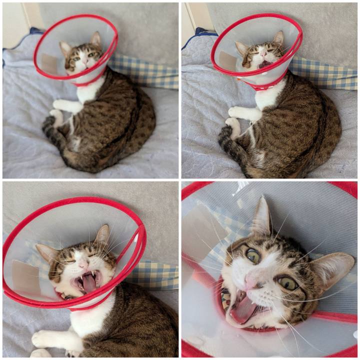 97766202 c432 4671 8f5f b53533d62e4c 1762241851367