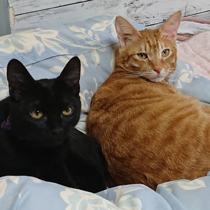 9776a1f2 5b73 412b b2bd 2b94f5c8913c 1603245399736