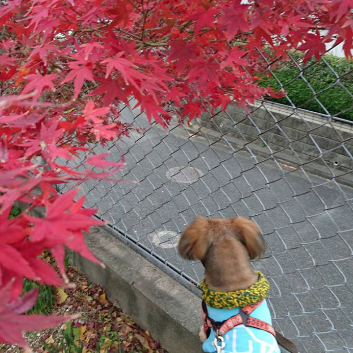 9778883a e977 4d5c 9fa6 22c411d0f8e9 1542359462443