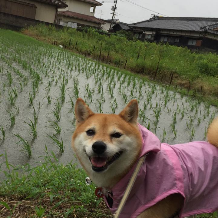 9778cefc c9a6 43fd 9873 afb4b48de039 1530863959908