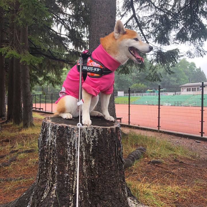 977a3611 e676 42ea 8064 b2144f366eee 1596593157541