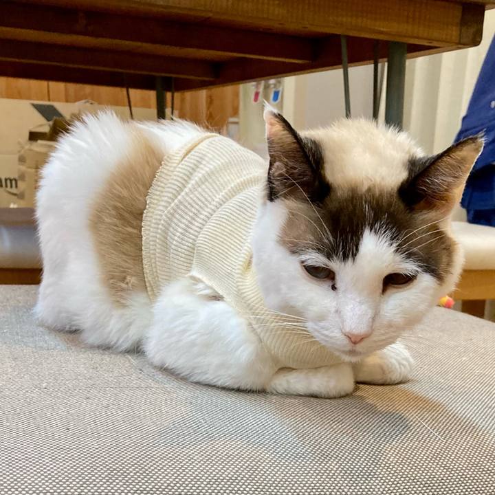 977e407e 2eea 40eb bed6 fac702e81266 1677451898636