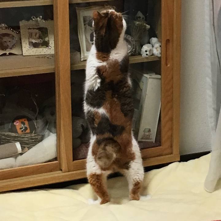 97806da6 d4e5 47eb a93e 7961a5c2a311 1513128657144