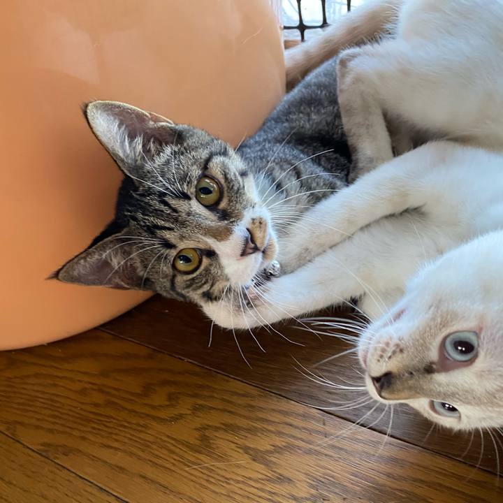 9780f460 176e 481e b4ea 043357d7a867 1632119133022