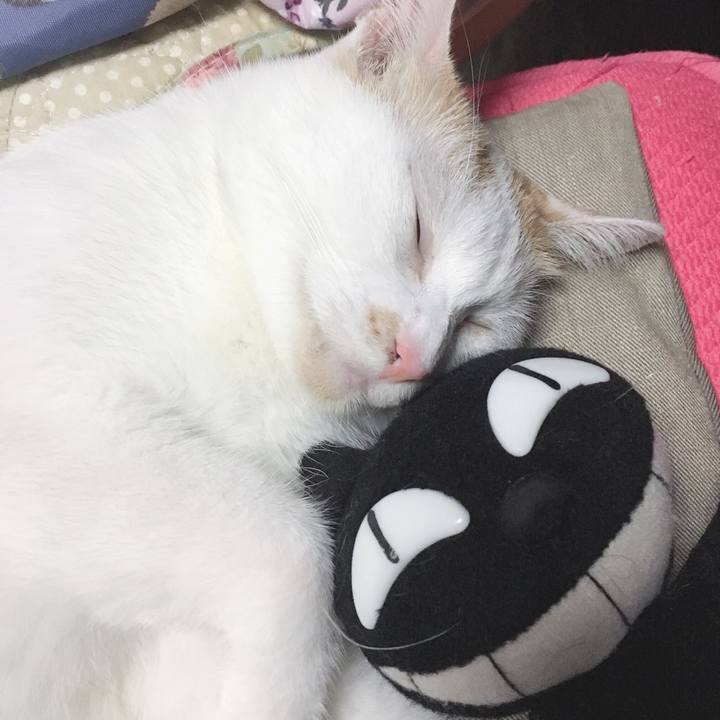 97817cea 35f1 48d8 b151 c399903b59d7 1567944903619