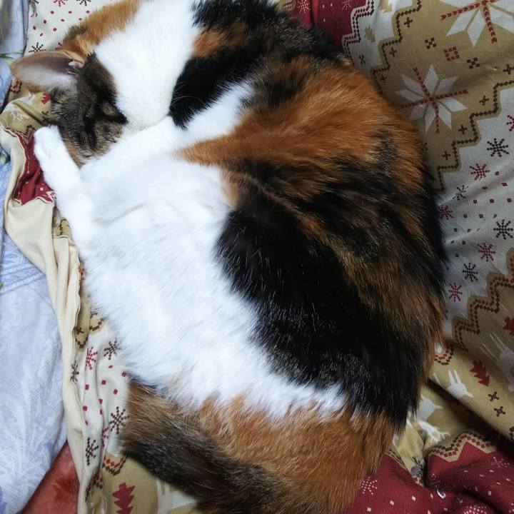 97877fe7 0d5e 4c9d 9c93 aa8c7ab174eb 1575174766101