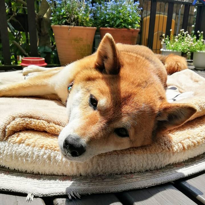 97881d95 21d9 41e2 bd3c 95393fe99c03 1588042056886