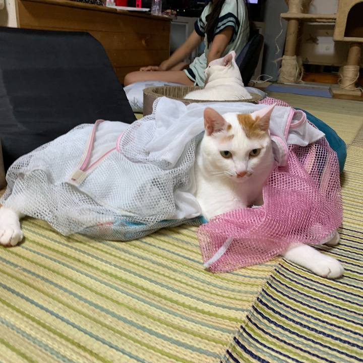 978b1001 52c6 4929 ab6a b1ab79699d21 1561643975410