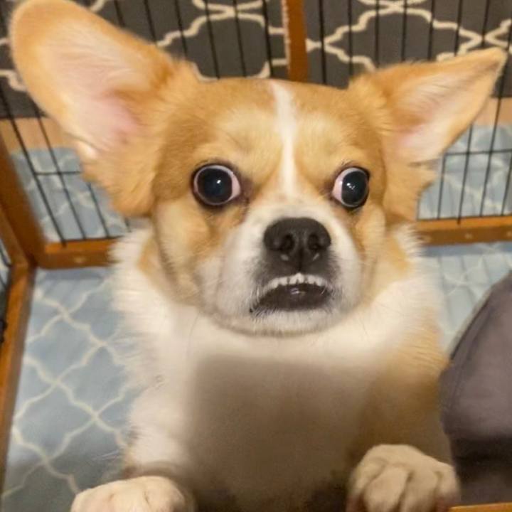 978bce66 04bd 4d03 8c54 eb651faa9ca0 1587900528483