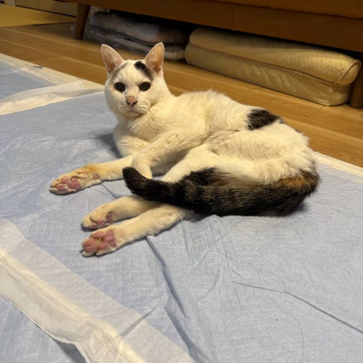 978c106f 0844 448d ae6b 0383cb940b3a 1765585679678