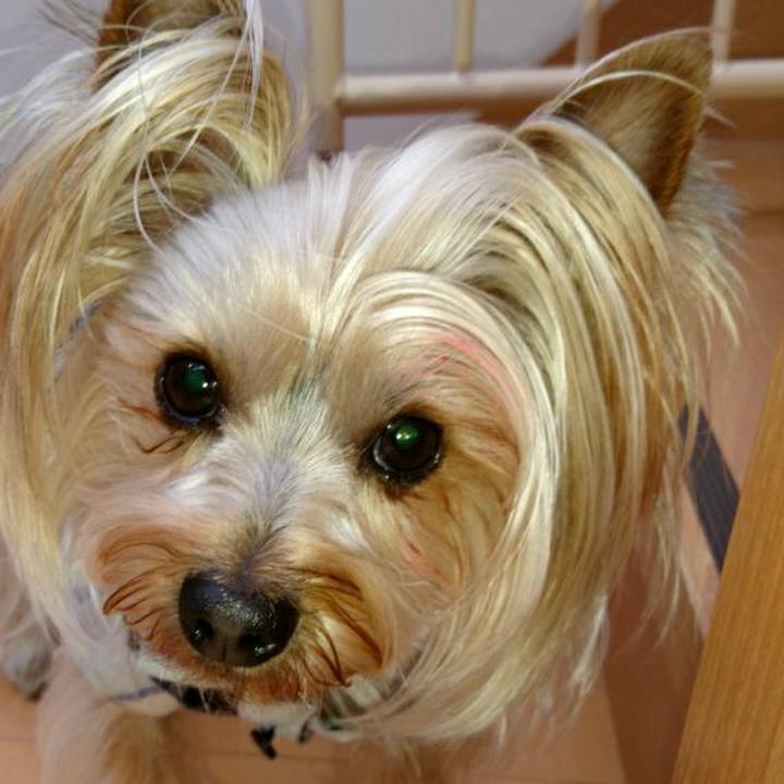 978d60dc a4fc 40ce bbaa 85f0d8a7b527 1554954545338