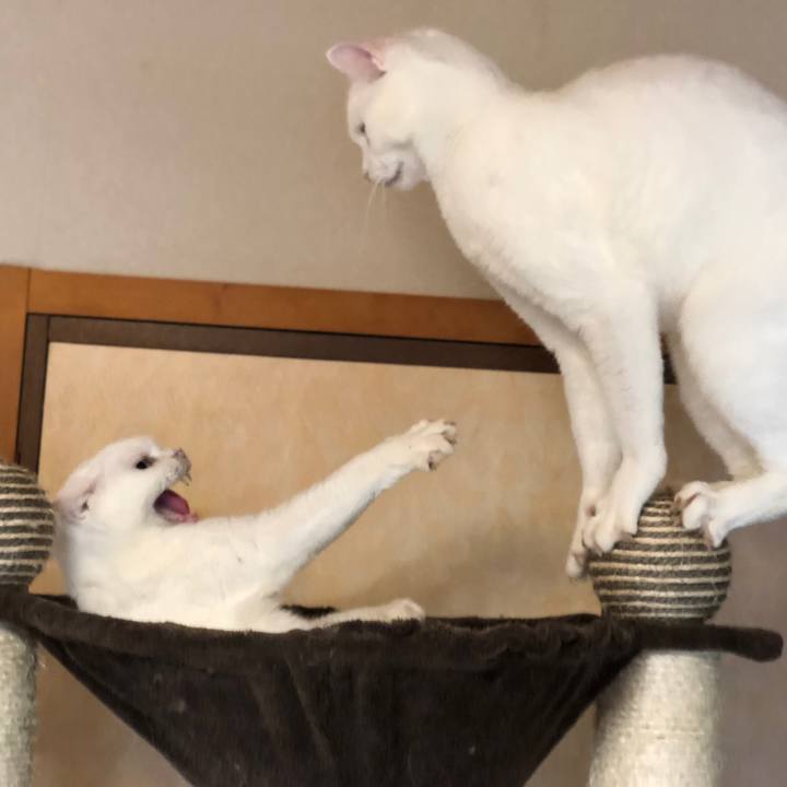 979308de 2826 425e 9a31 1c421dd65e7c 1533980904643