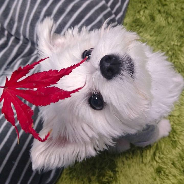 97932cd9 ffdd 41d1 bc12 c08edca41ee5 1511942211439