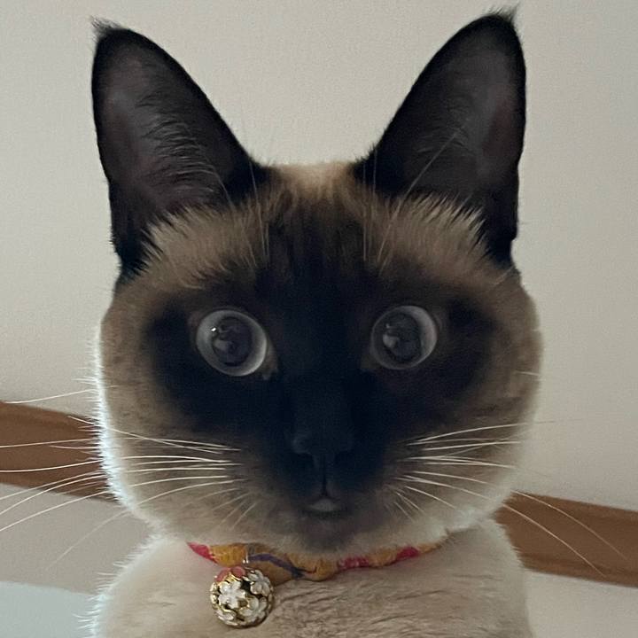 97952f08 1620 4b81 917b ed559a5a267d 1722632606785