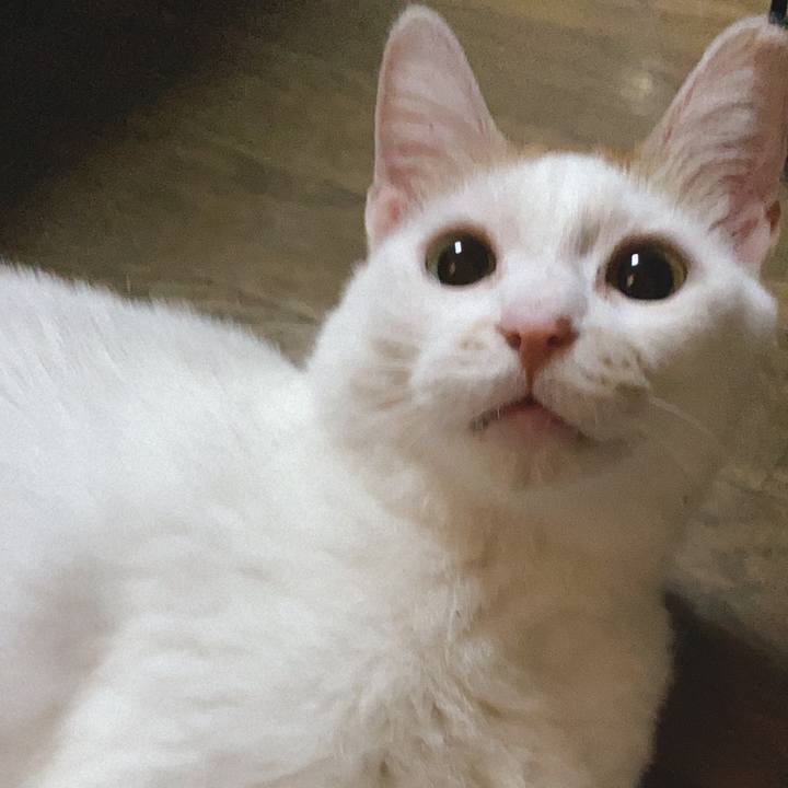 9798e810 3b80 4aa1 9698 e07504e59c37 1589110057114