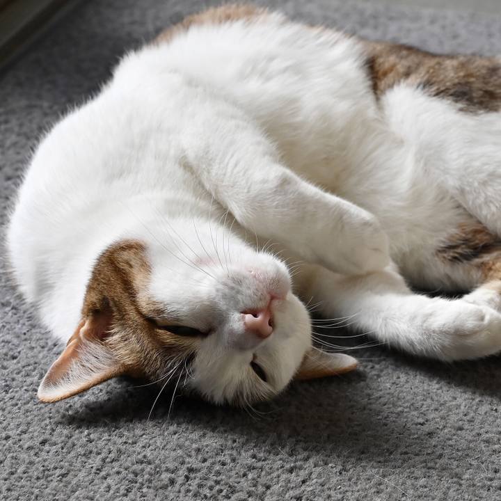 979a0638 9209 4de2 bbdd 8097daae868a 1556212826801