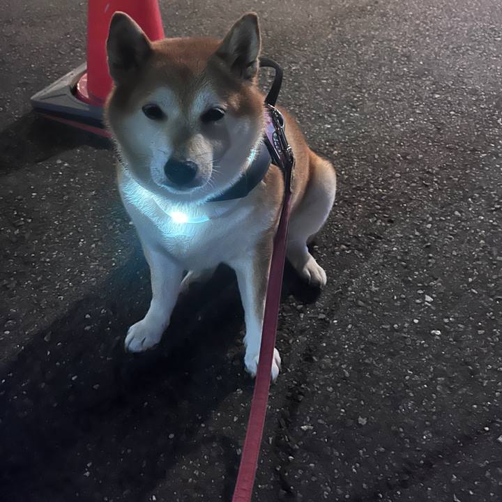 979abc4e 6344 41d6 a521 d1107c328bfd 1697285034810