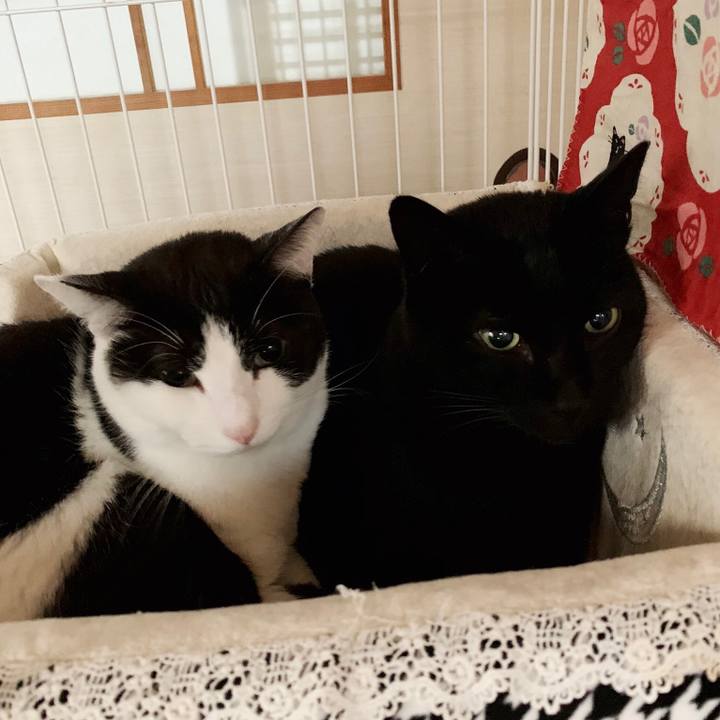 979ce62a 61e7 42b6 8b11 3577ab01318e 1553739435452