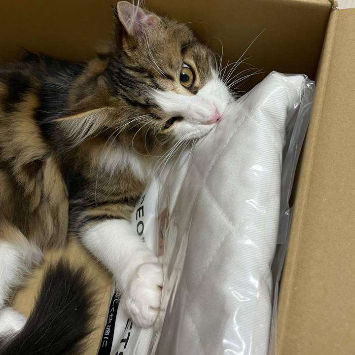 979d61cf 3531 4cc5 b447 50e7a22a31d5 1637054821496