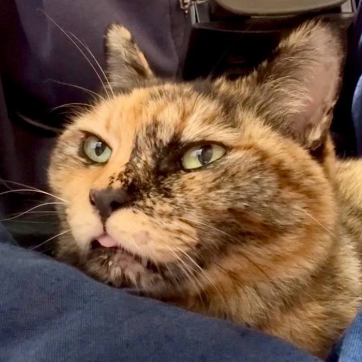 97a1962e 31a4 4e13 a4c6 785dbe847ddd 1766579589558