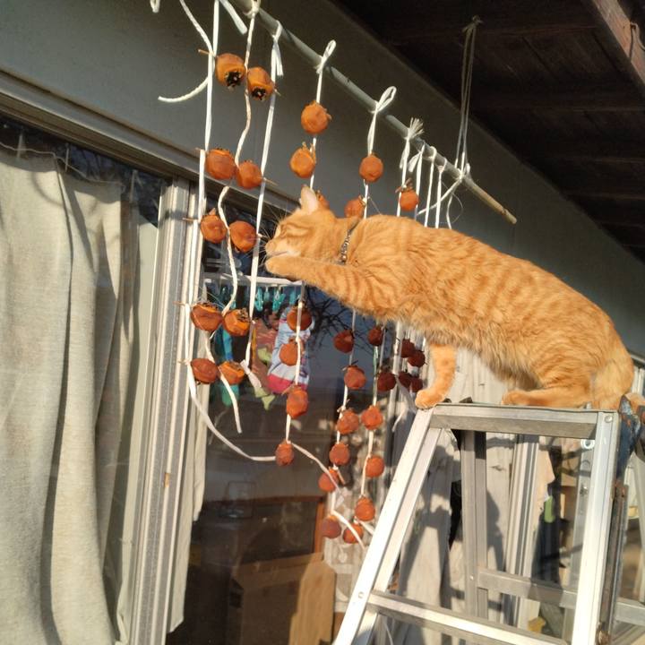 97a6a60e 4ac4 4f9c 8d82 9656dbe631f9 1667976148806