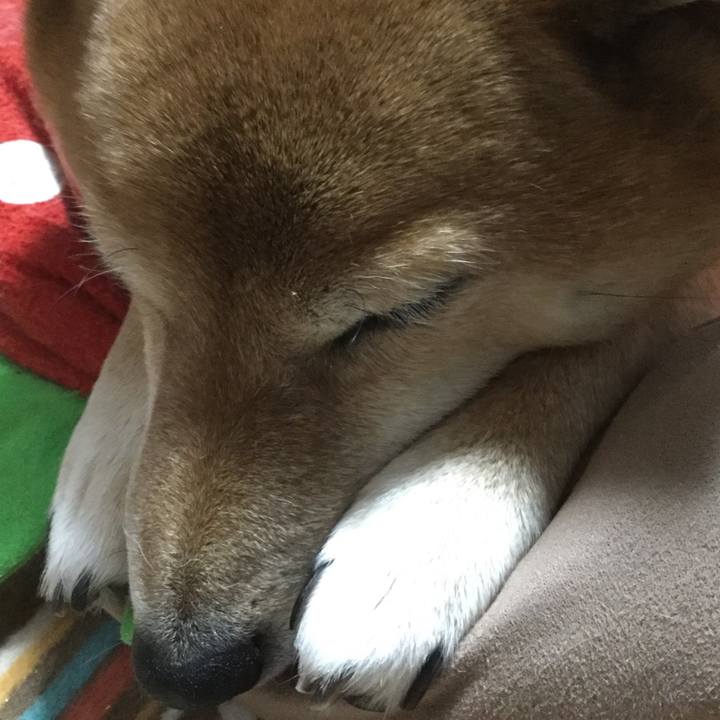 97a7d303 20e3 4344 8887 11a0e4d4d22c 1545034125077