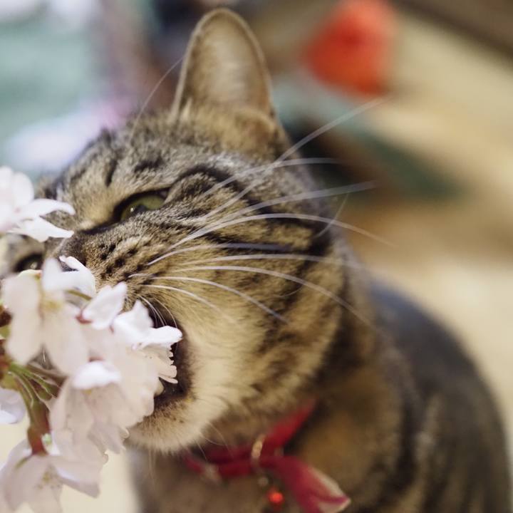 97a871e4 b284 4b7d ac17 2ebc2feace2f 1617538821676