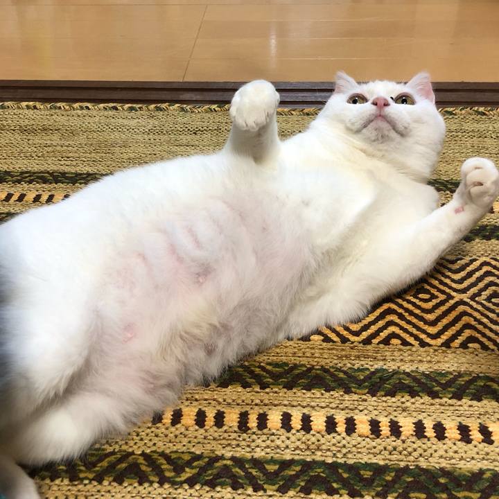 97aa3126 5b29 4f17 925b e6ab2a7dc9ec 1574563515236