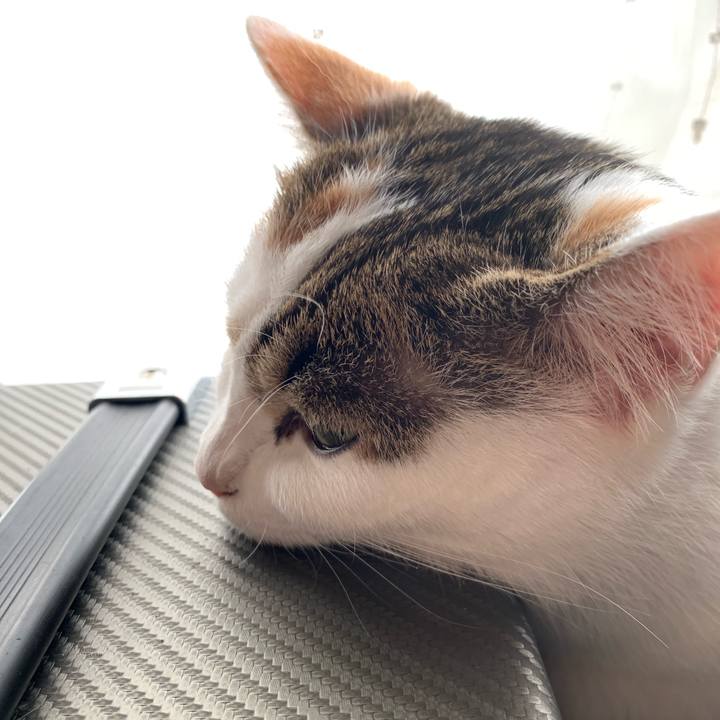 97aa9f83 371b 4ad6 87eb bfce90bae5f3 1617092942068