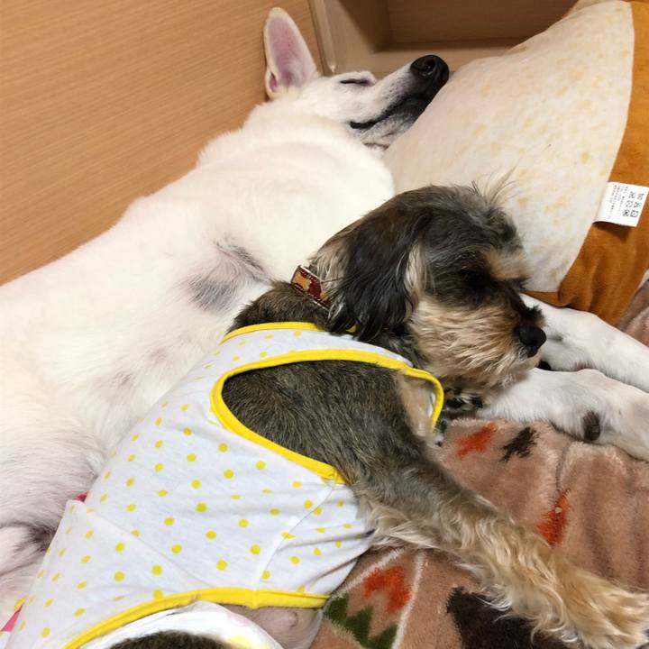 97adab6f 1492 44e8 982d 583a698fc98f 1558015103627