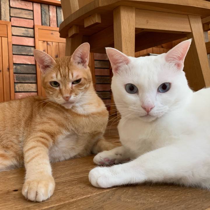 97b0af7c b8c4 44d5 9af3 ea7b15c013dd 1565584890560