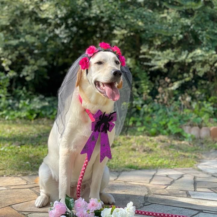 97b85477 4091 436f aa98 201d7804ff54 1635404542589