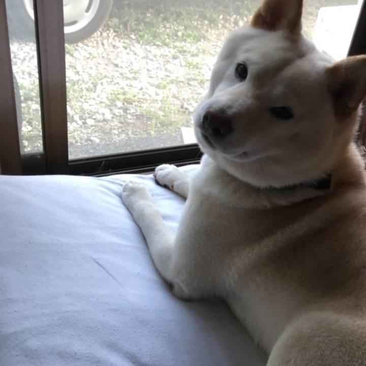 97bad894 1cdf 45bd 8274 439042a99f8c 1589194955140