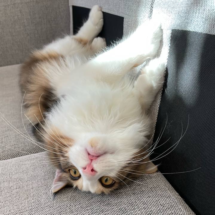 97be4233 b1f3 4294 8e04 a124feba1475 1638666235586